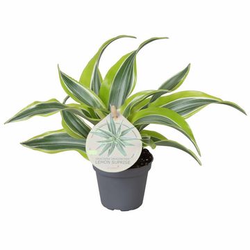 Dracaena fragrans 'Lemon Surprise'