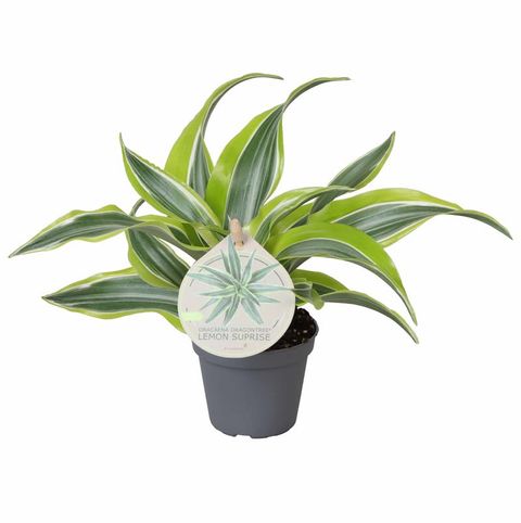 Dracaena fragrans 'Lemon Surprise'