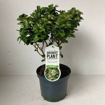 Ligustrum japonicum 'Rotundifolium'