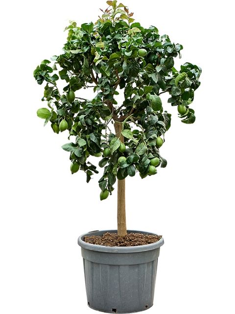 Citrus limon 'Carrubaro'