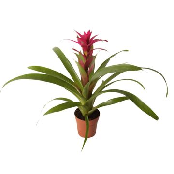 Guzmania 'Voila'