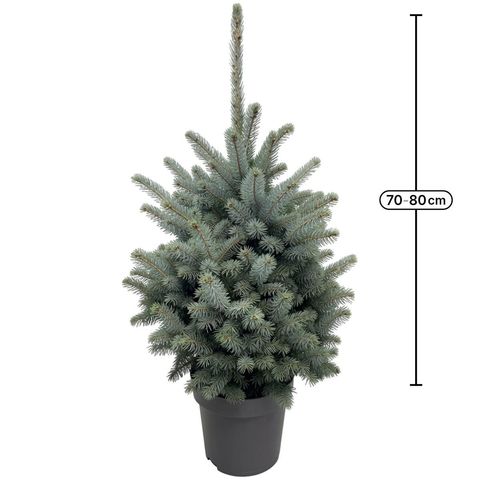 Picea pungens SUPER BLUE SEEDLING