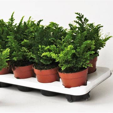 Adiantum raddianum 'Lisa'