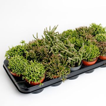 Rhipsalis MIX