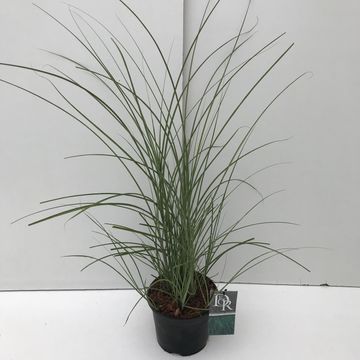 Miscanthus sinensis 'Грациллимус'