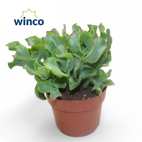 Crassula arborescens undilatifolia