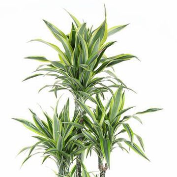 Dracaena fragrans 'Лемон Лайм'