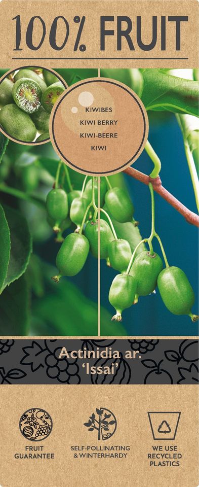 Actinidia arguta 'Issai'