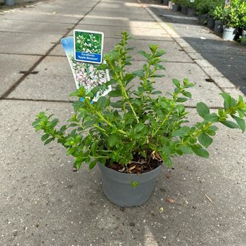 Escallonia 'Apple Blossom'