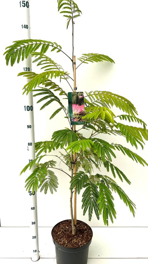 Albizia julibrissin TROPICAL DREAM