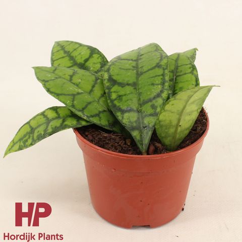 Hoya callistophylla 'Black Cat'