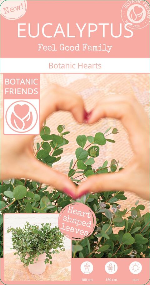 Eucalyptus websteriana 'Botanic Hearts'