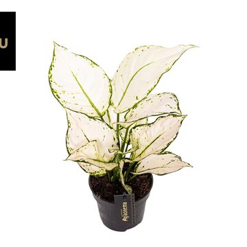 Aglaonema 'White Joy'