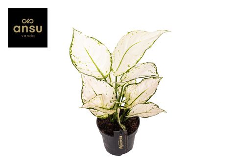 Aglaonema 'White Joy'