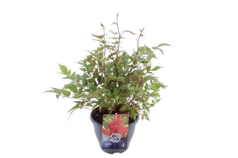 Astilbe 'Amerika'