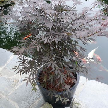 Acer palmatum 'Sumi-nagashi'