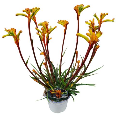 Anigozanthos 'Orange Tenacity'