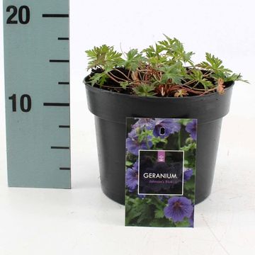 Geranium 'Johnson's Blue'