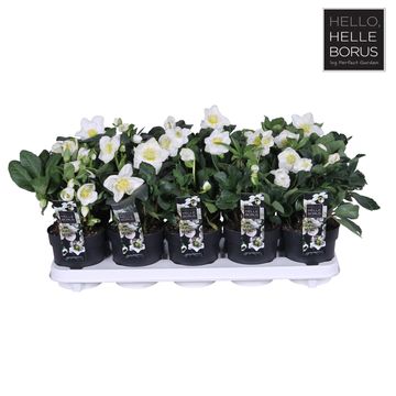 Helleborus niger 'Christmas Carol'