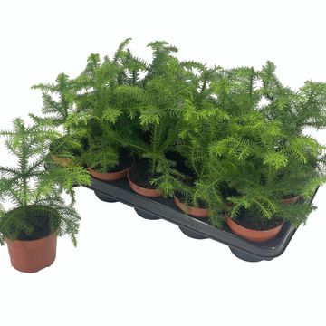 Araucaria heterophylla