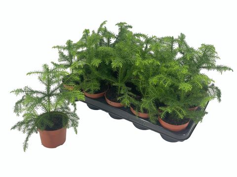 Araucaria heterophylla