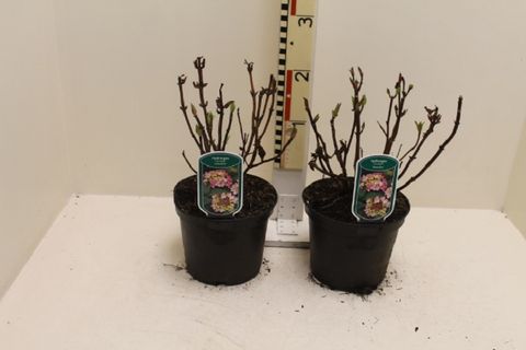 Hydrangea macrophylla 'Messalina'