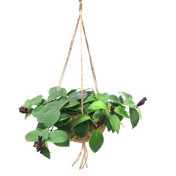 Aeschynanthus marmoratus