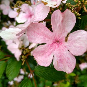 Viburnum plicatum KILIMANDJARO SUNRISE