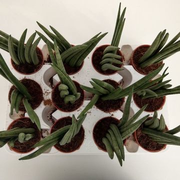 Sansevieria cylindrica 'Victory'