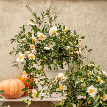 Camellia sasanqua WHITE
