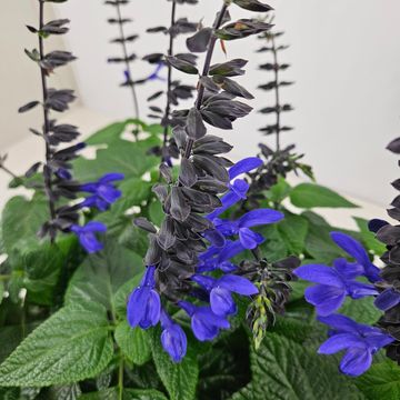 Salvia 'Black & Bloom'