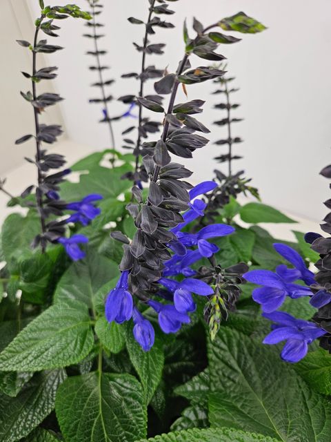 Salvia 'Black & Bloom'