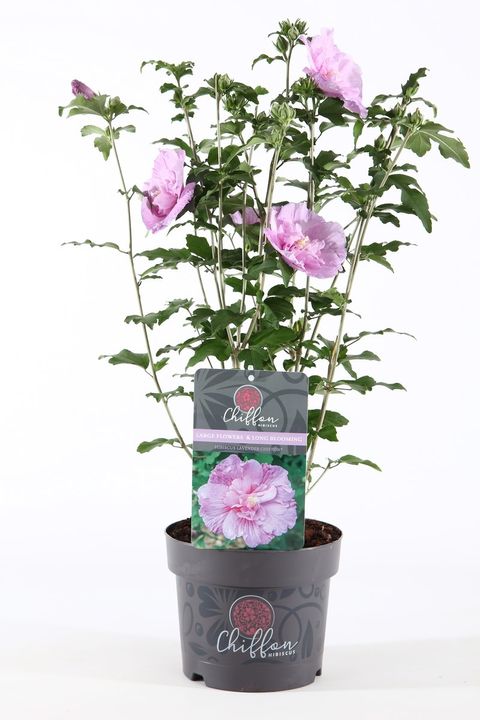 Hibiscus syriacus LAVENDER CHIFFON