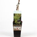 Vitis 'Lakemont'