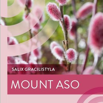 Ива gracilistyla 'Mt. Aso'