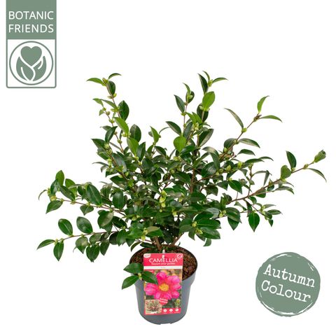 Camellia sasanqua 'Red Premium'