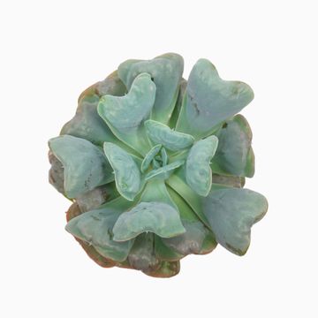 Echeveria 'Blue Heart'