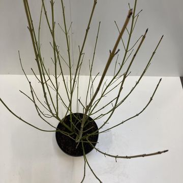 Cornus sericea 'Flaviramea'