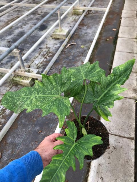 Philodendron 'Camouflage'