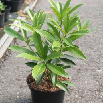Skimmia x confusa 'Kew Green'