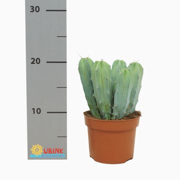 Myrtillocactus geometrizans