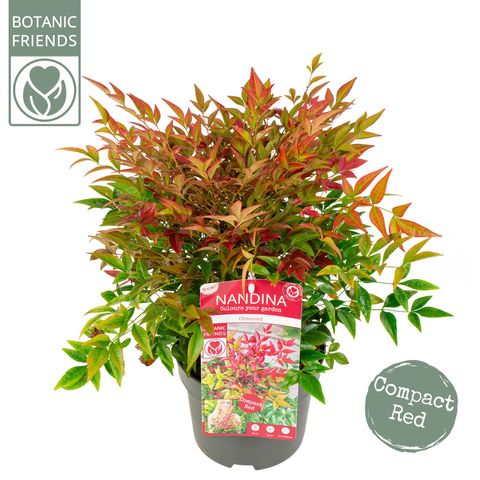 Nandina domestica OBSESSED