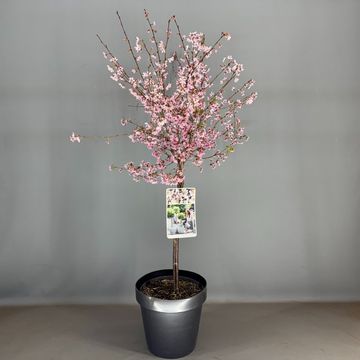 Prunus incisa 'Paean'