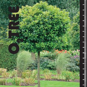 Quercus palustris 'Green Dwarf'