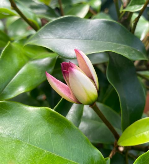 Magnolia figo 'Stellar Ruby'