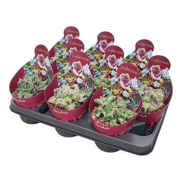 Faucaria tuberculosa 'Super Warty'