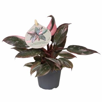 Filodendro 'Pink Princess Marble'