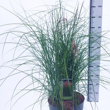 Miscanthus sinensis RED CLOUD