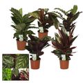 Calathea MIX