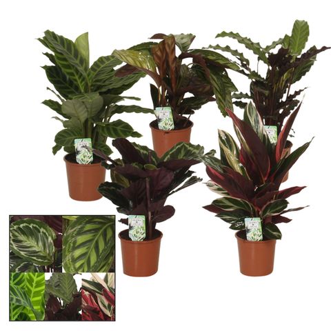 Calathea MIX